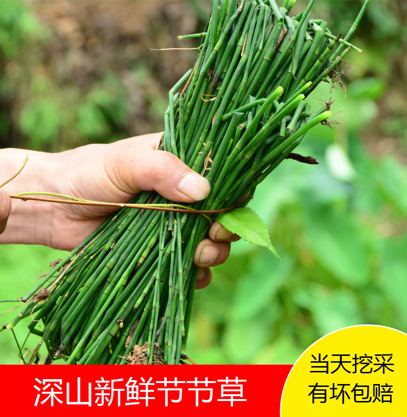 笔杆草,笔杆草图,空心草_大山谷图库