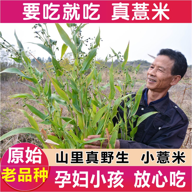 正宗纯野生小薏米仁中药材500g老品种薏苡仁农家自采晒薏仁米新货