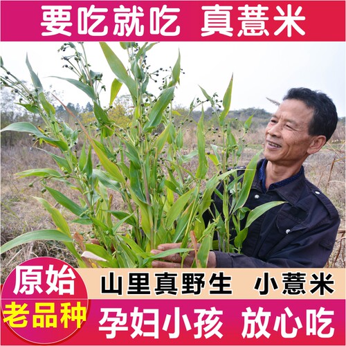 深山野生小薏米仁农家采晒薏苡仁