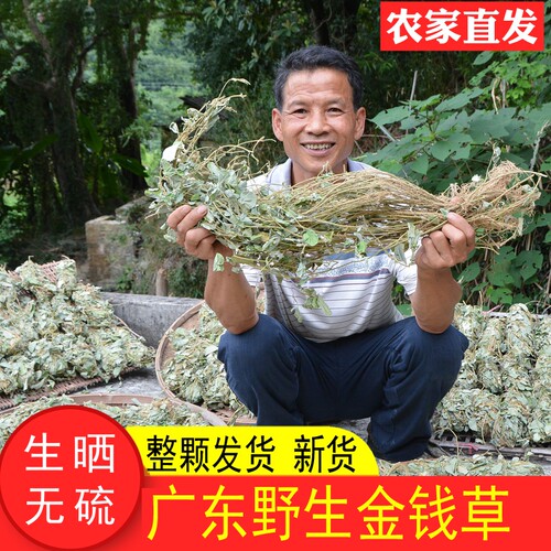 广东野生金钱草农家生晒整颗有根