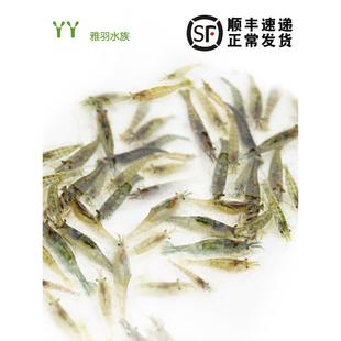 黑壳虾除藻虾活体宠物清洁水草虾饲料工具虾鱼缸小草