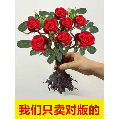 玫瑰花老桩树苗大花盆栽月季花苗四季开花庭院阳台带花苞花卉好养