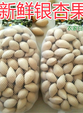 今年新鲜老树大白果银杏生果子
