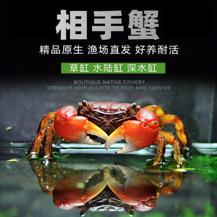 相手蟹相守蟹活体宠物螃蟹观赏蟹淡水鱼缸除藻吃粪便好养活将军蟹