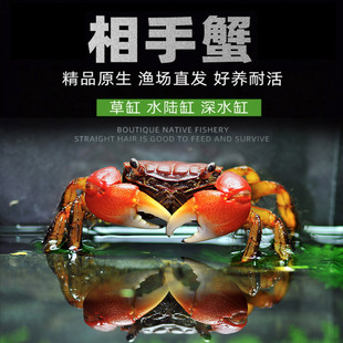 相手蟹相守蟹活体宠物螃蟹观赏蟹淡水鱼缸除藻吃粪便好养活将军蟹