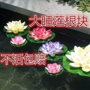 水培植物 水生根 24个品种选择大根块 大睡莲根块 包成活满 包邮