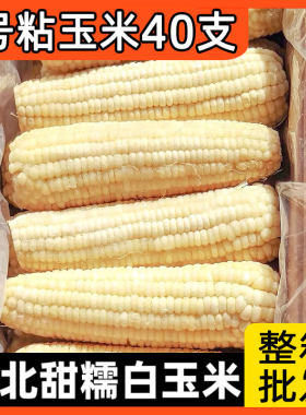 商用批发新鲜东北糯玉米40根巨大