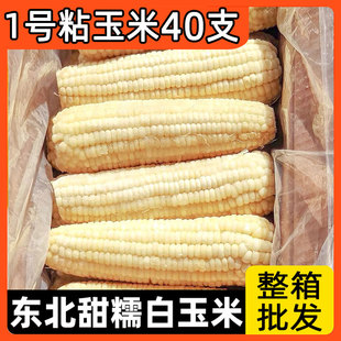 东北糯玉米新鲜糯玉米棒整箱40根官方旗舰店冷冻白玉米商用批发大