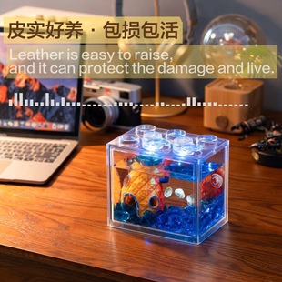 赤月水母活物新手套餐巴布亚硝海月海洋动物学生礼物儿童桌面小宠