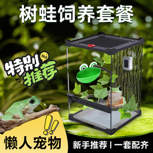 树蛙活体宠物饲养套餐