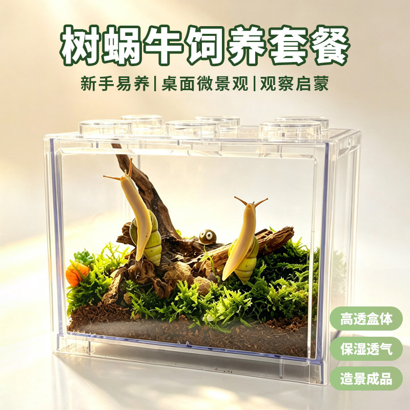 树蜗牛活体易养科学实验学生观察
