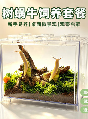 树蜗牛活体易养科学实验学生观察