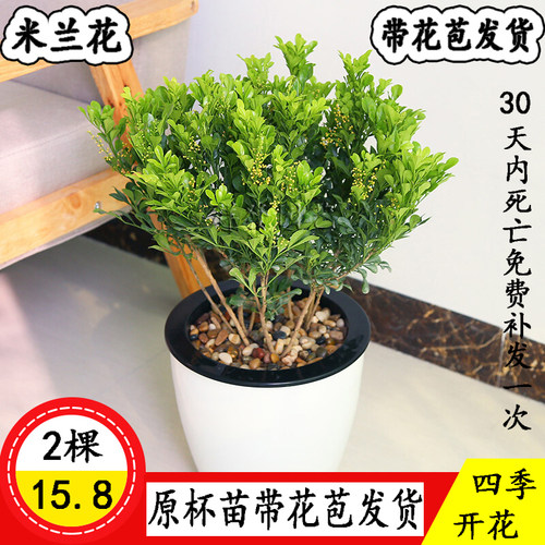 米兰盆栽四季常青庭院芳香植物