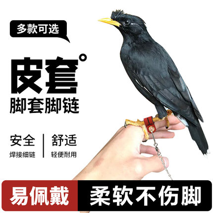 玄凤小太阳和尚八哥鹩哥鹦鹉脚链拴鸟链子防脱活扣超轻鸟皮套脚环