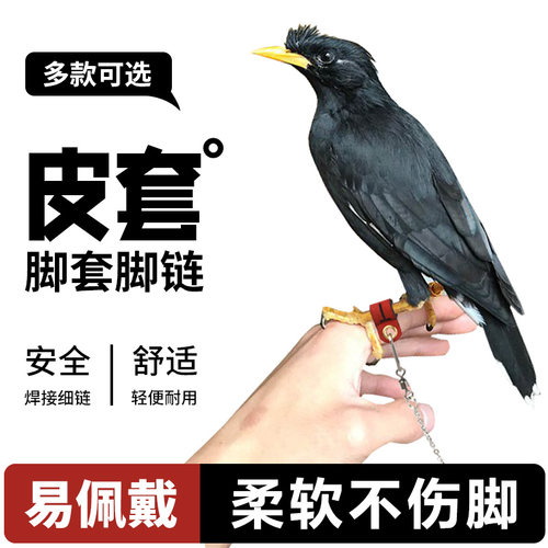 玄凤小太阳和尚八哥鹦鹉脚链脚环