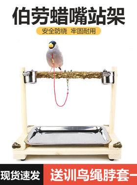 训练架子腊嘴伯劳鹩哥花椒木站鸟
