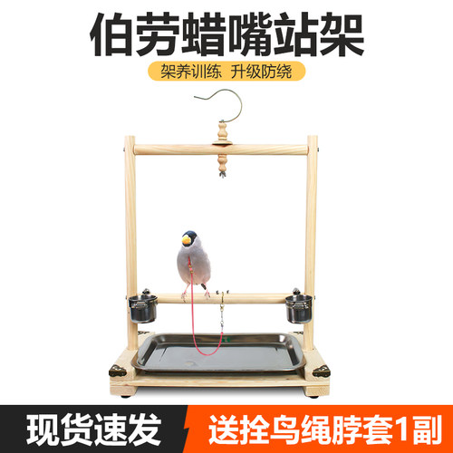 和尚太阳蜡嘴伯劳架子木站鹩哥