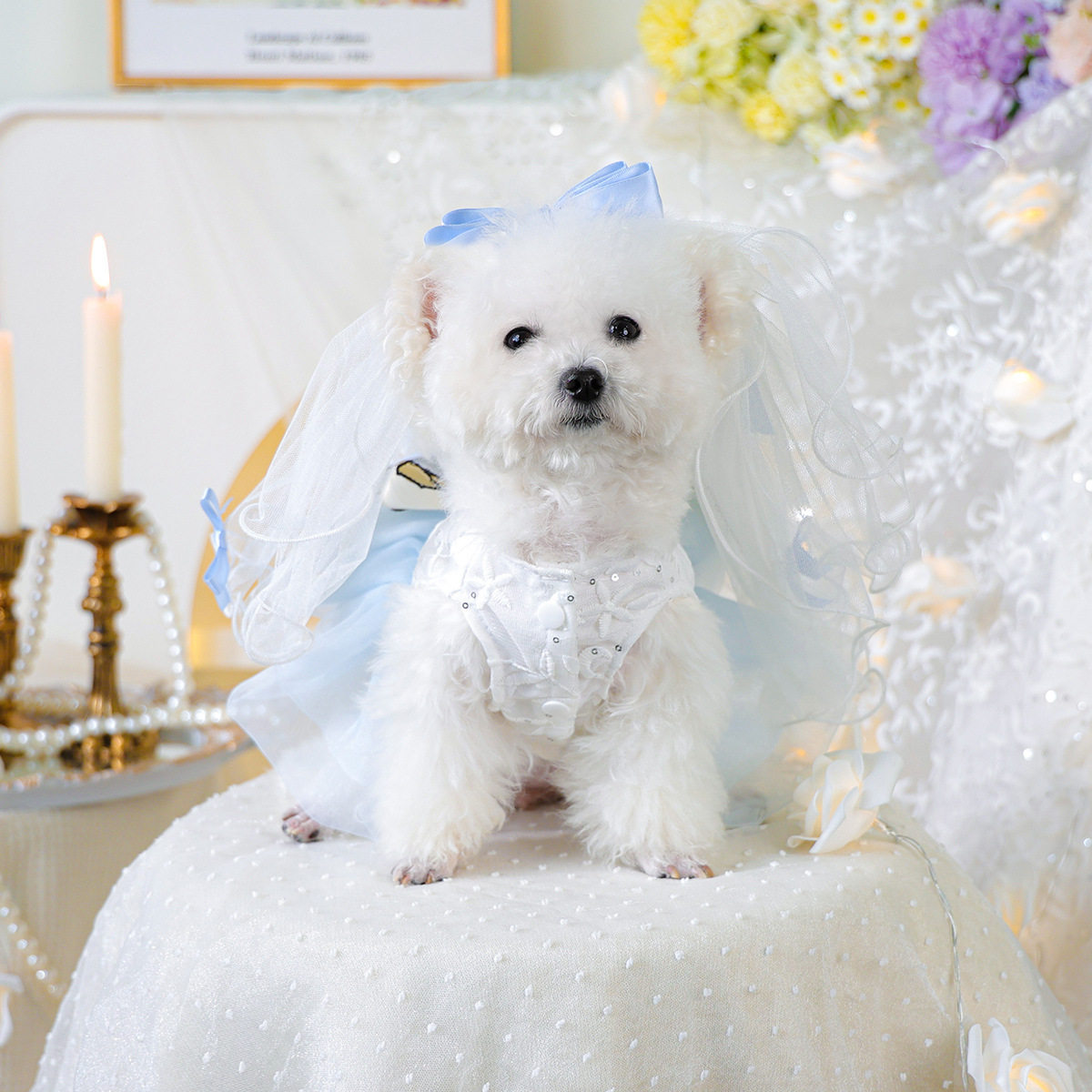 宠物衣服 TUTU裙纱裙春夏公主蓬蓬裙 蓝白琉璃纱裙+仙度瑞拉头纱,宠物/宠物食品及用品,狗宠物服装/雨衣,淘宝优惠券,粉丝福利购,淘宝优惠卷