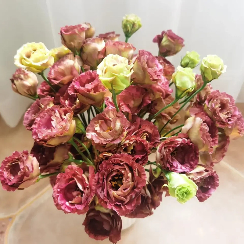 茶色洋桔梗复古色云南斗南鲜花基地直发昆明花卉市场批鲜切花发