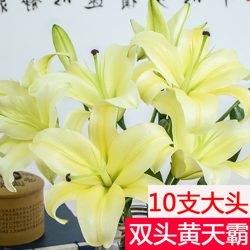 双头黄天霸百合鲜花大头直发水养新鲜香水10支斗南基地花卉市场