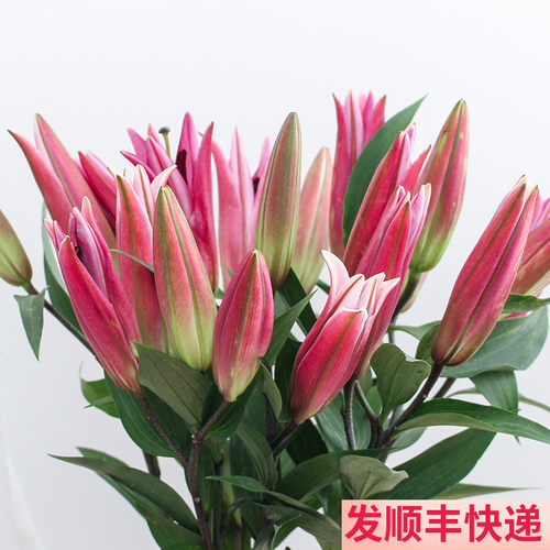 双头罗宾娜香水百合鲜花云南直发