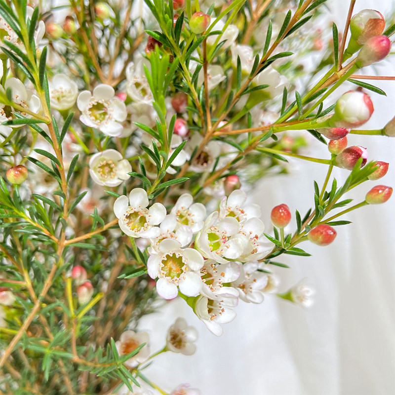 澳洲腊梅鲜花插花新鲜真花蜡水养澳梅冬云南直发昆明基地水培斗南