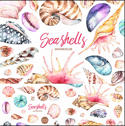 手绘水彩唯美贝类海洋贝壳海螺扇贝装饰插画png免抠图片设计素材