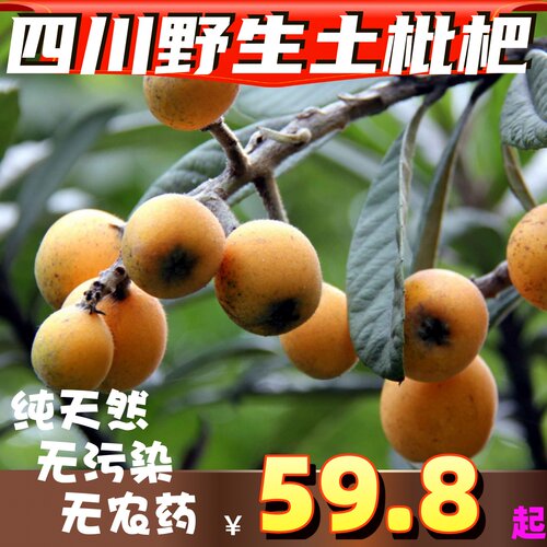 高山野生枇杷土琵琶新鲜时令水果