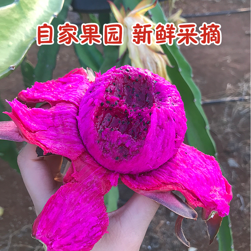 6月发货湛江金都一号红心火龙果自家果园新鲜采摘5斤包邮