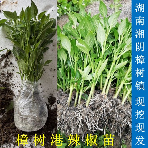 正宗樟树港辣椒苗原产地直发早苗
