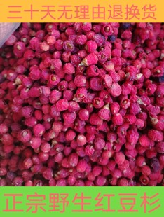 南方红豆杉干果红豆杉果实干500g新果泡酒泡水红豆杉种子紫杉