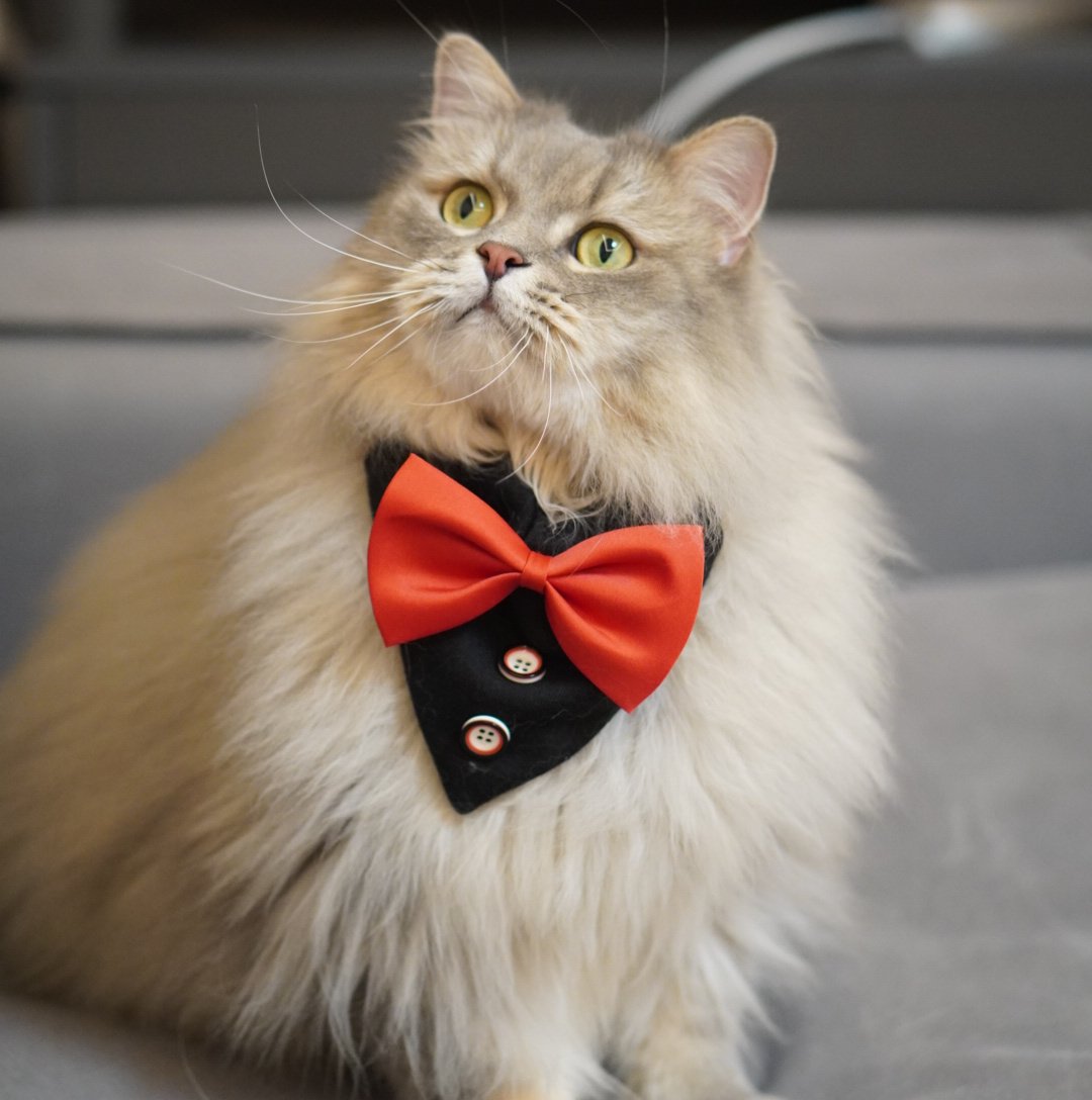 宠物婚庆狗狗猫咪围兜三角巾口水巾宠物围脖蝴蝶结绅士领结领花装