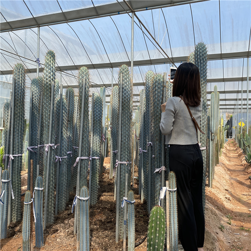 新品种仙人柱佛塔柱仙人掌沙生