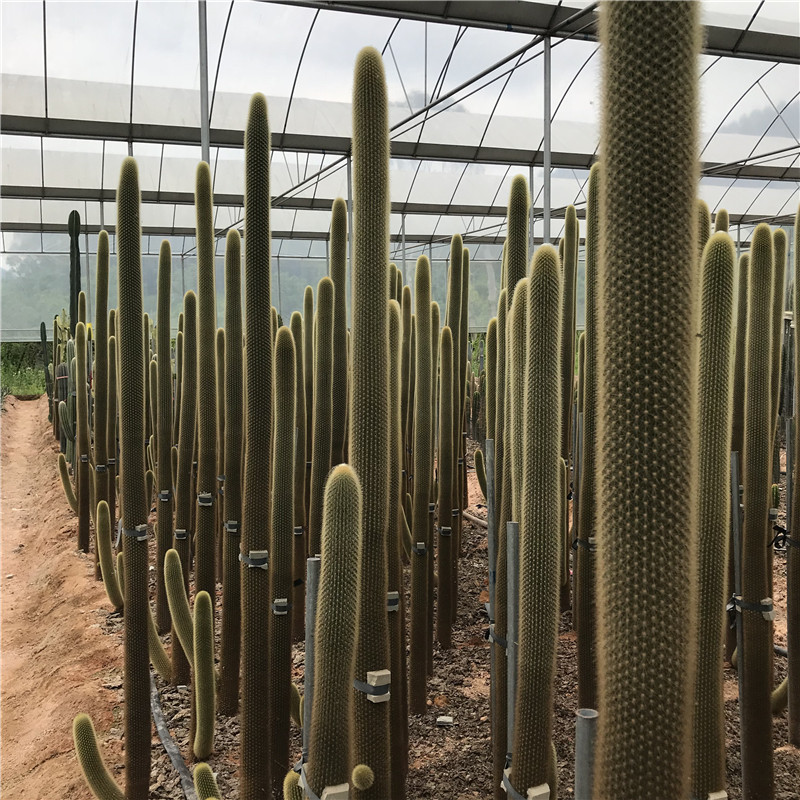 九尾狐柱仙人掌 黄色金子柱 墨西哥沙漠多肉植物 北欧风民宿造景