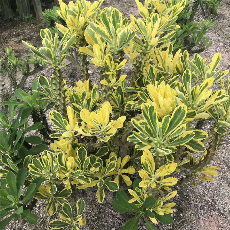 绿植麒麟掌花卉盆栽多肉植物