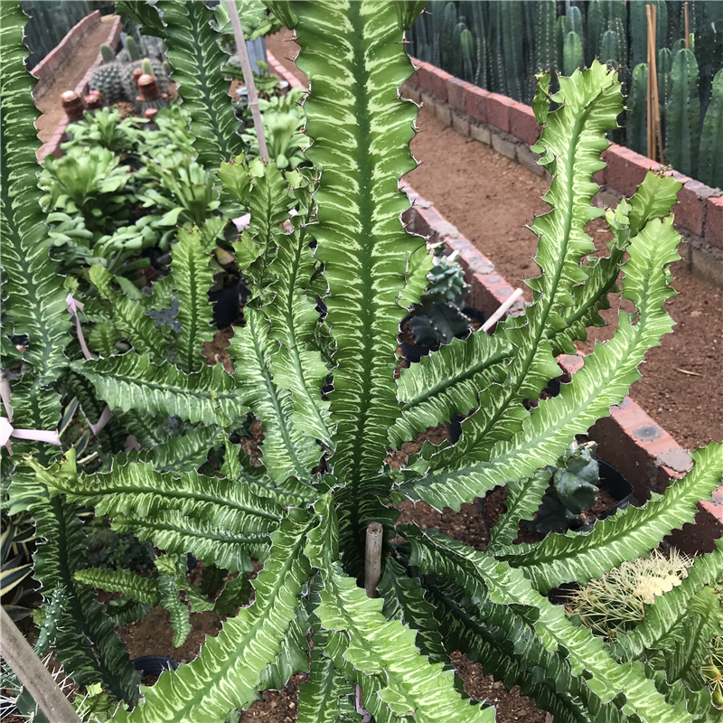 大戟科属多肉植物仙人掌 日出龙骨大戟阁仙人柱 小清新绿植花卉