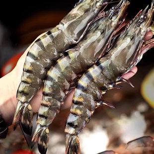 【直播推荐】预售北海湾特大黑虎虾2030规格/3斤/盒老虎虾