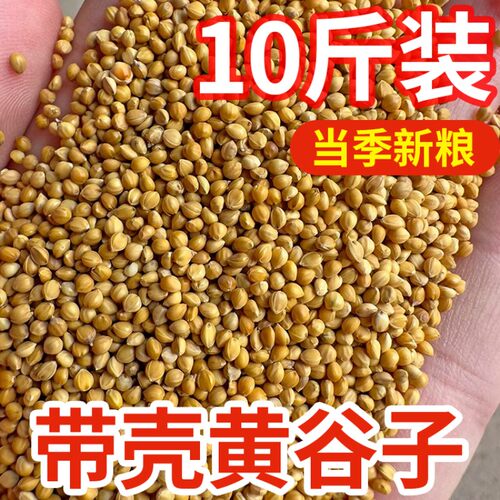 鸟食黄谷子饲料中小型鹦鹉