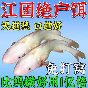 江团饵料钓江团鱼清江叉尾鱼专用饵料窝料黑坑野钓专用诱鱼开口剂