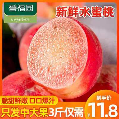 新鲜水蜜红桃3斤当季水果现摘水蜜桃脆甜毛桃纽扣密桃子整箱包邮