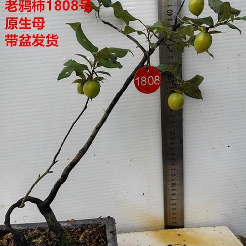 老鸦柿盆景文人大树开花结果耐寒