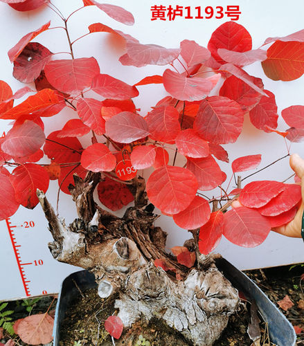 精品红栌黄栌盆景熟桩古耐寒热卖香山红叶树桩一物一拍老桩带盆