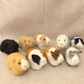 仿真动物仿真鼠学生认知动物模型动仿真豚鼠荷兰猪仓鼠天竺鼠葵鼠