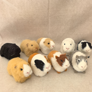 仿真动物仿真鼠学生认知动物模型动仿真豚鼠荷兰猪仓鼠天竺鼠葵鼠