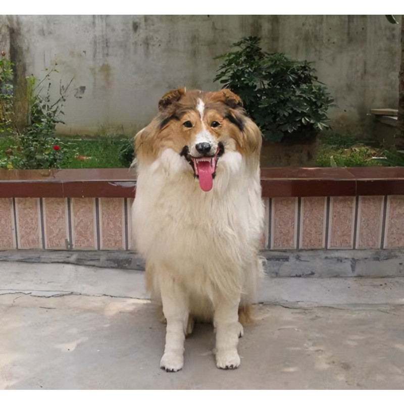 包邮1:1大型装饰摆件仿真牧羊犬静态模型橱窗陈列品摆件影视道具