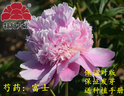 牡丹大王 进口芍药 富士 9-11月发货 重瓣盆栽庭院花盆菏泽花苗