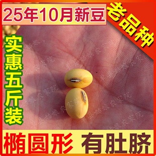 农家自种笨黄豆新大豆非转基因椭圆形老品种土山东打豆浆杂粮五斤