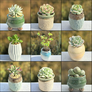 多肉紫帝玉桃蛋仙人黄毛掌绿植小米星达摩福娘碧玉莲植物红心钱串