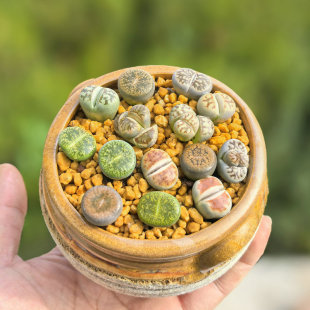 多肉生石花植物桌面盆栽PP花屁股水培花卉绿植阳台大石头花屁股花