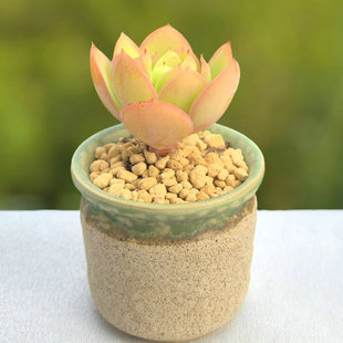 多肉碧桃 鸡蛋碧桃 大株群生肉肉植物老桩 基地包邮直发 懒人好养